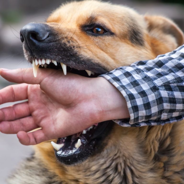 What To Do If Your Dog Bites Someone Uk?