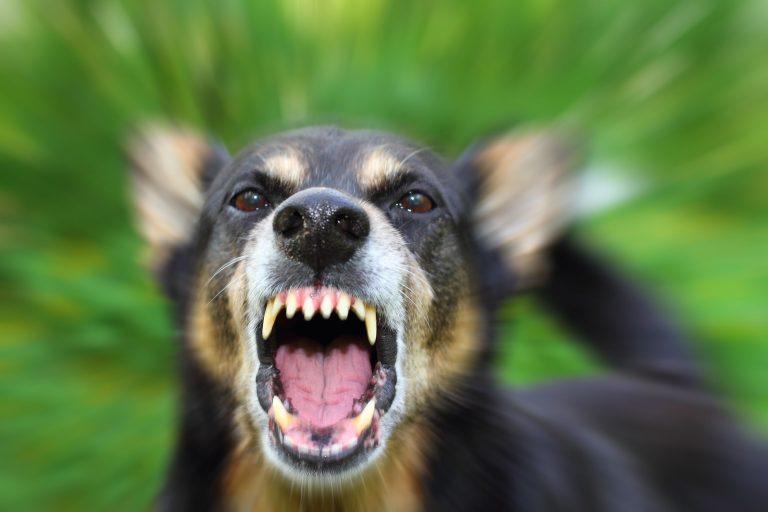 What Happens If Your Dog Bites Someone In Florida?