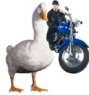 Does Aflac Cover Motorcycle Accidents?