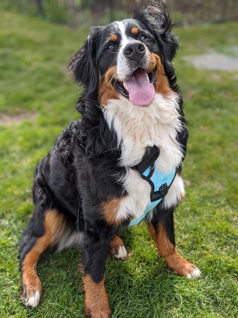 Do Bernese Mountain Dogs Bite?