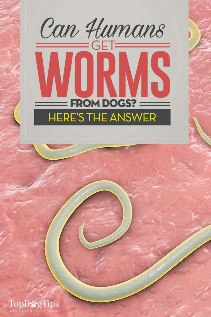 Can Humans Get Worms from Dogs