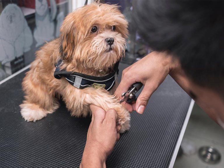 Can A Groomer Sue You If Your Dog Bites Them?