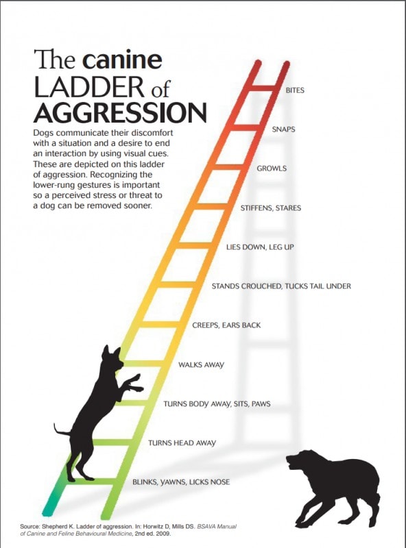 Canine Ladder of Aggression 592x800 1