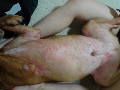 Chiggers on dog e1617296542441