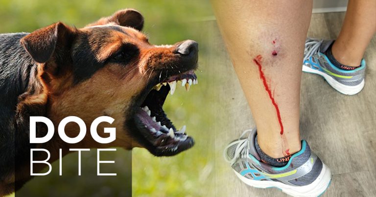 Do You Have To Report A Dog Bite In Maine?