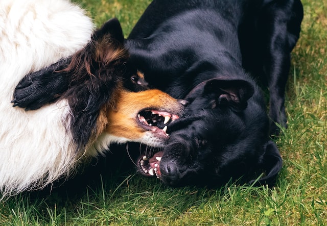 Dogs biting each other on ground