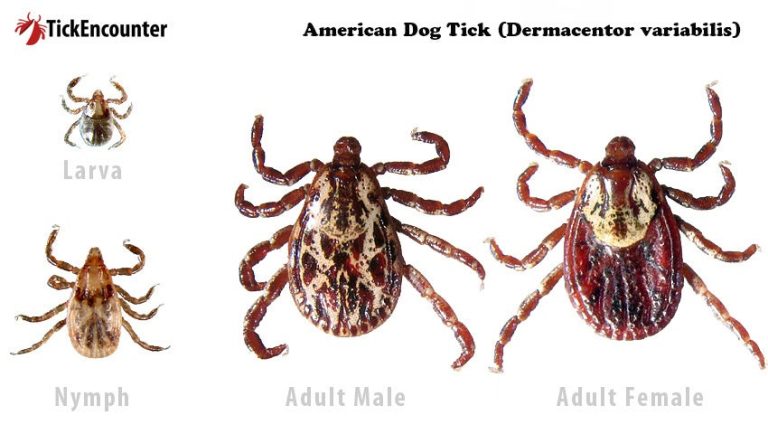 Do American Dog Ticks Bite Humans?