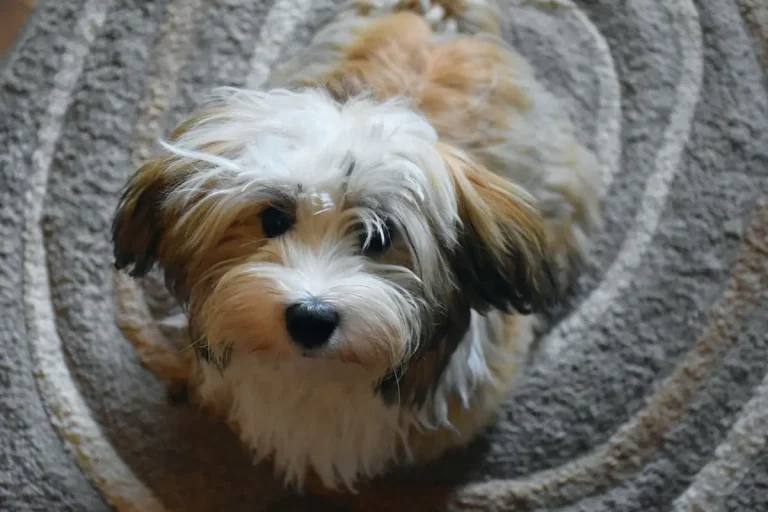 Do Havanese Dogs Bite?