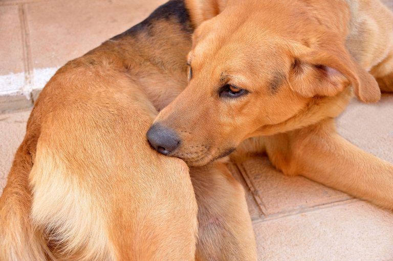 Why Do Dogs Scratch And Bite Themselves?