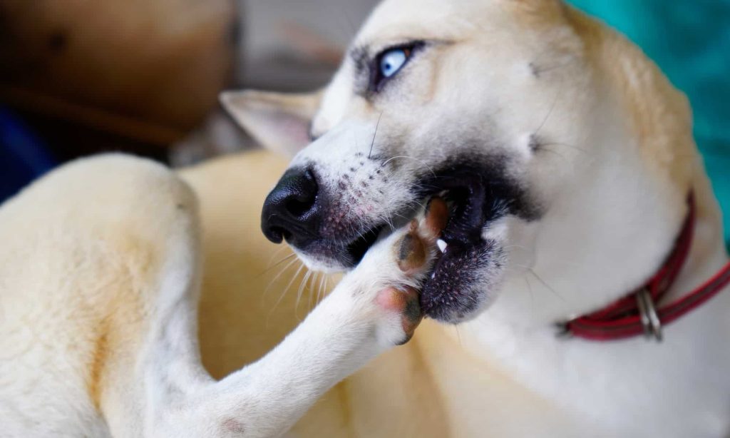 Large dog with blue eyes chewing its foot