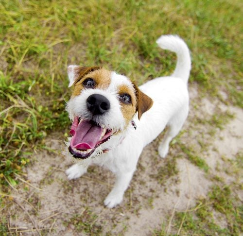 Russell Terrier standing outdoors looking up at the viewer 500x486 1