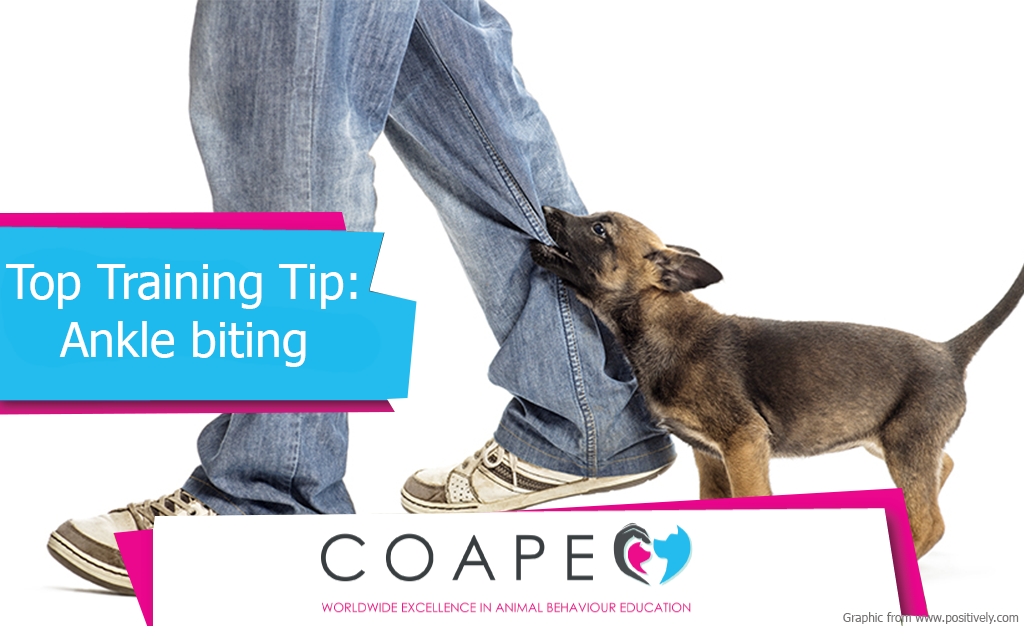 Top Training Tip Ankle biting 1024x626 1