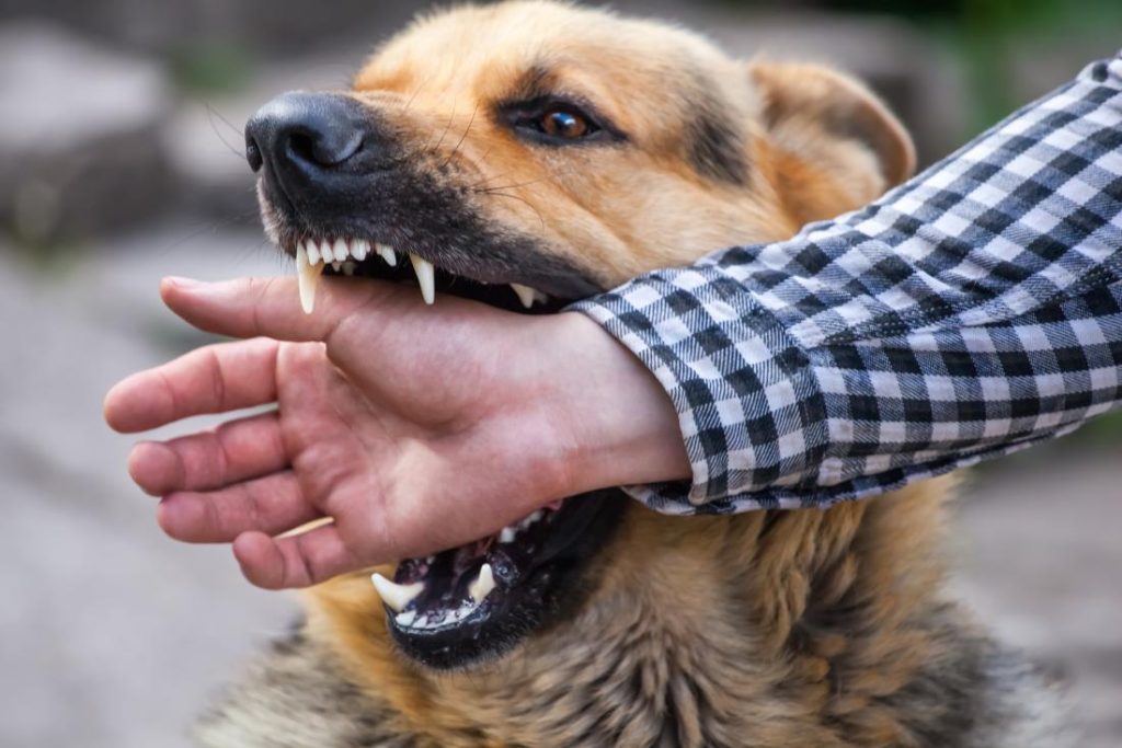 angry dog biting a man