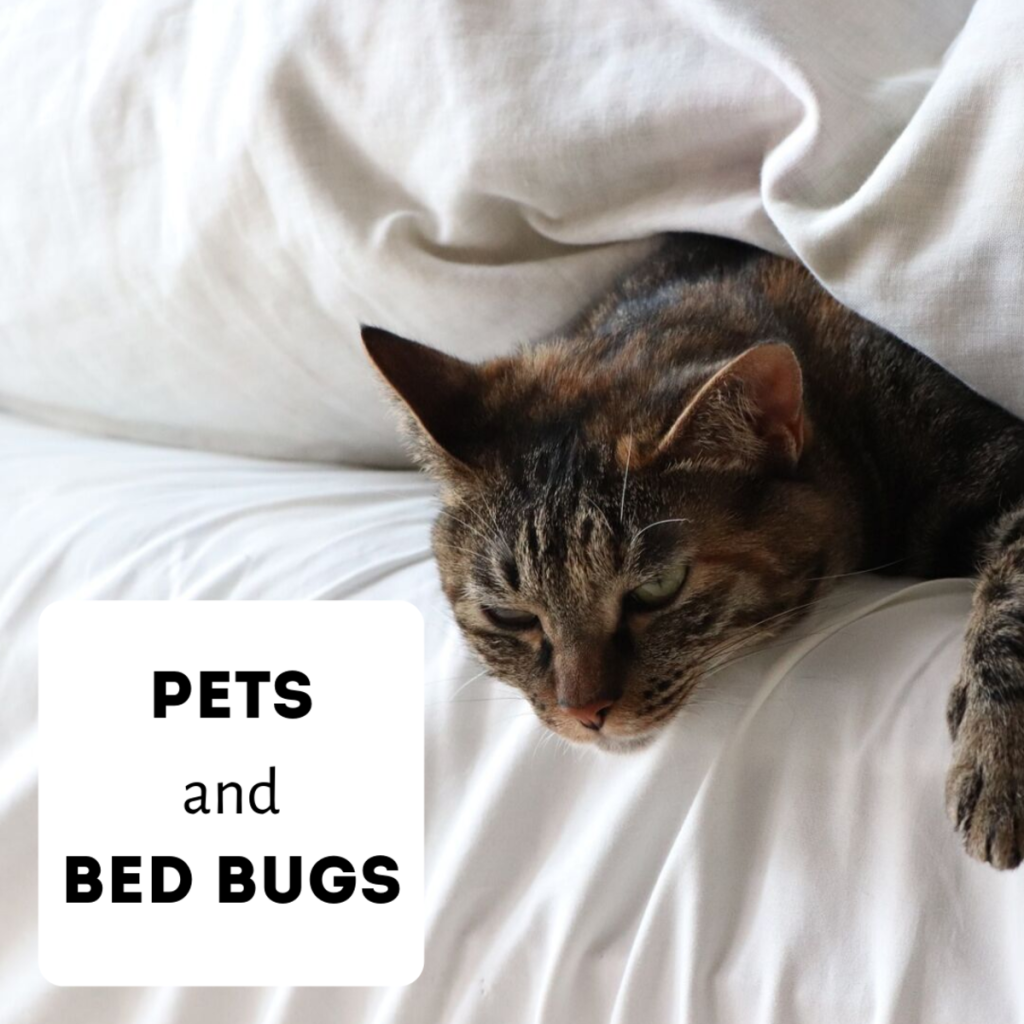 bedbugs and cats