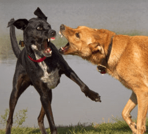 dog attacks another dog 300x271 1