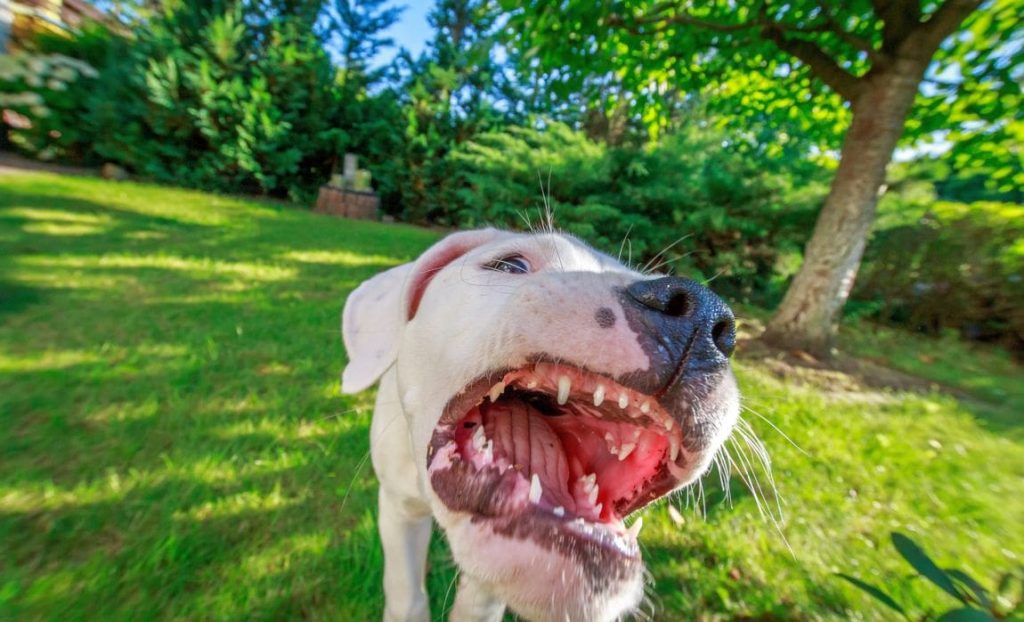 dog euthanized for biting