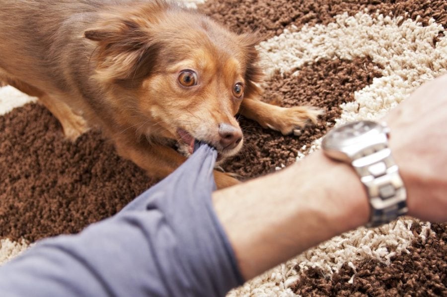 dog mouthing affection 900x598 1