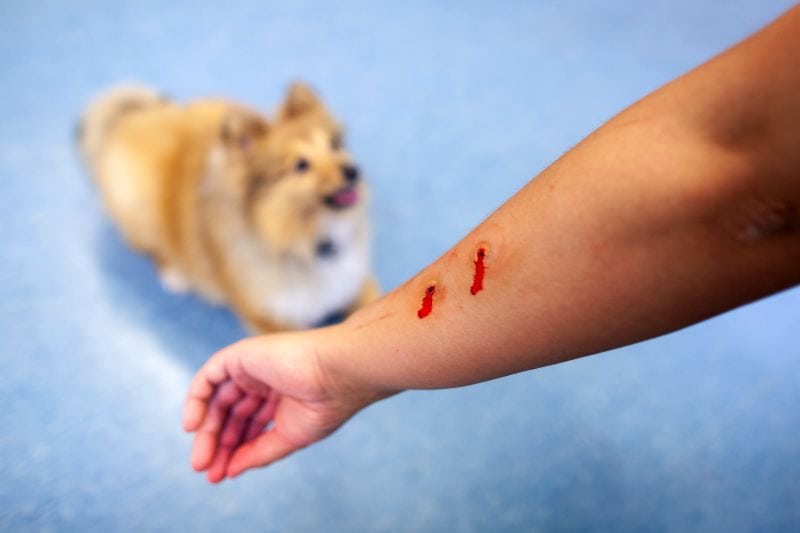 dog put down for biting