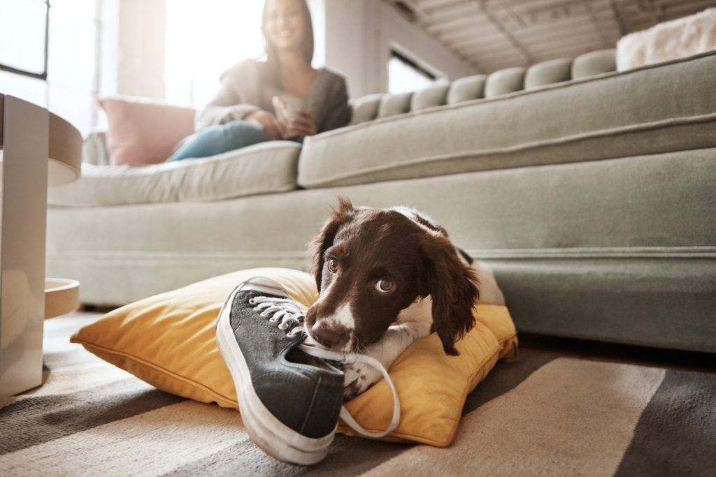 dog with a shoe