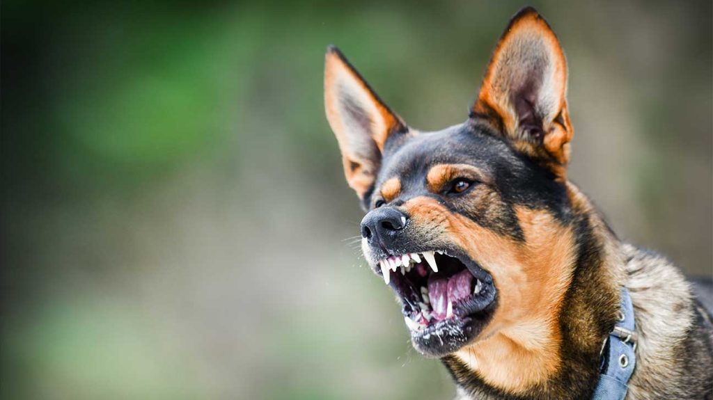 florida dog bite attorneys