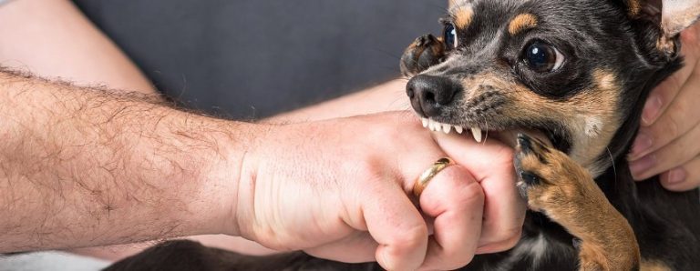 how hard do dogs bite