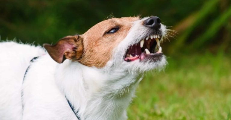 how long after dog bite rabies vaccine