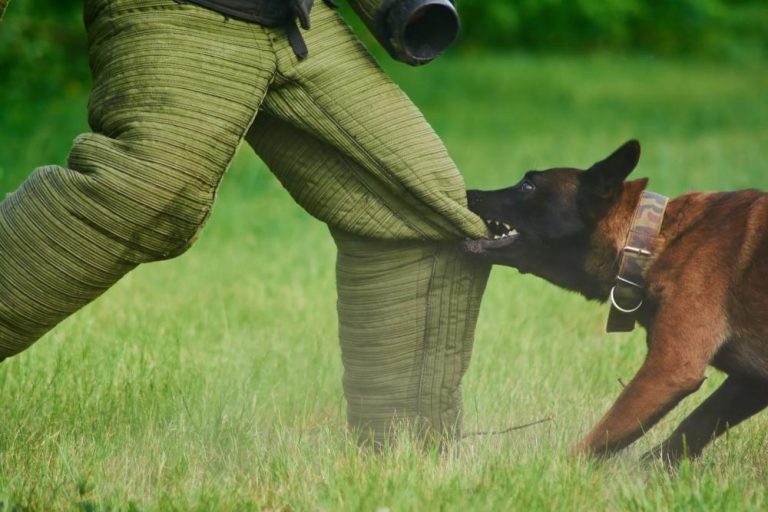 Do Doctors Have To Report Dog Bites In Ohio?