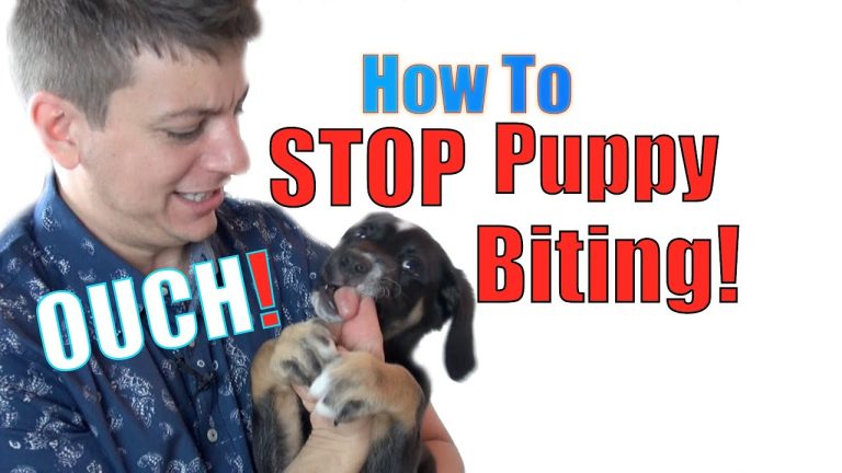 How To Train A Small Dog Not To Bite?