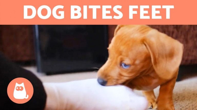 Why My Dog Bites My Feet?