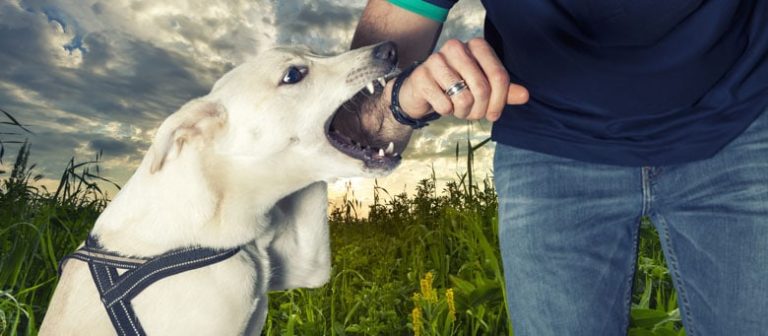 What Happens If Your Dog Bites Someone On Your Property?