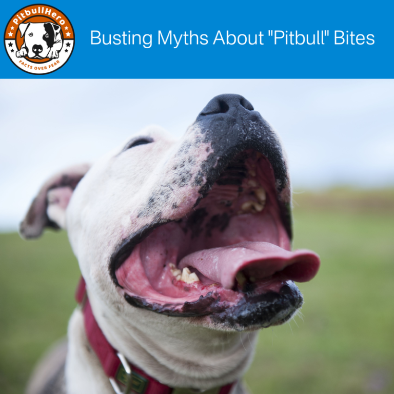 Do Pit Bulls Bite More Than Other Dogs?