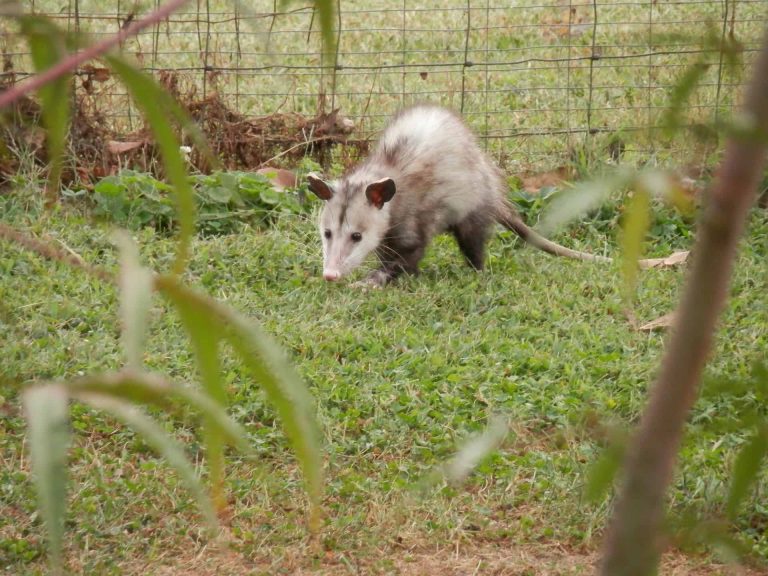 Do Possums Bite Dogs?