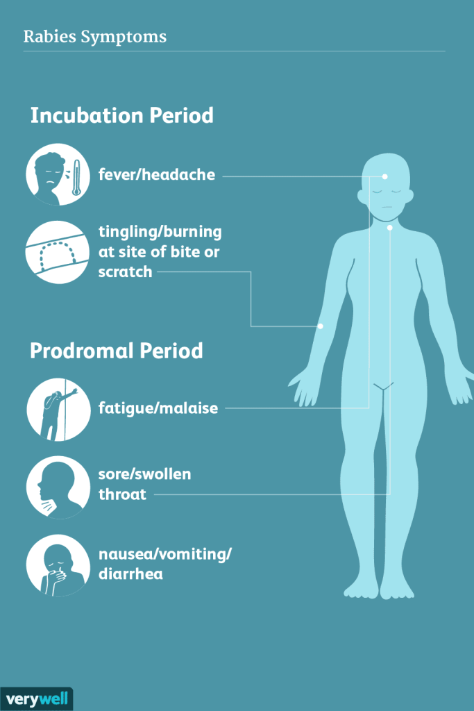 rabies symptoms IL 5aec9701c0647100365d492f