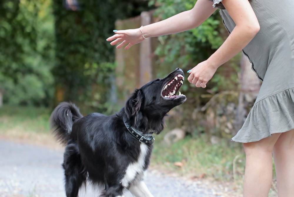 renters insurance dog bites