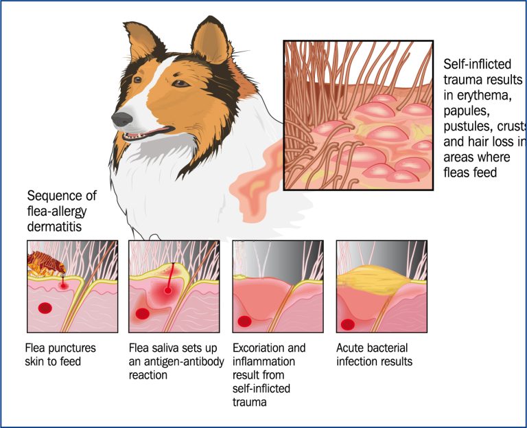 How Long Do Flea Bites Itch Dogs?