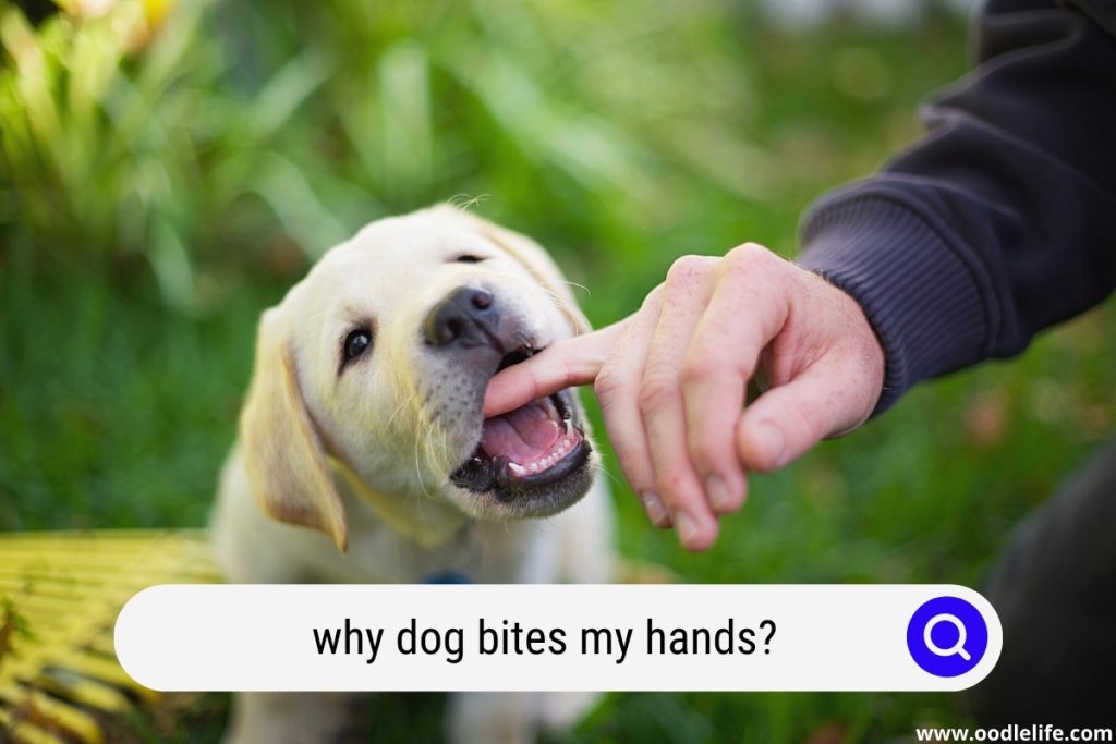 why does my dog bite my hands puppy