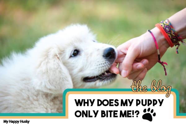 Why Does My Dog Bite Me And No One Else?