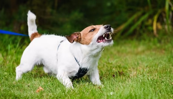 Does Home Insurance Cover Dog Bites