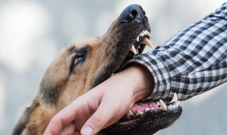 What Can Dog Bites Cause