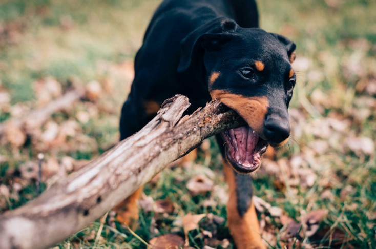 What Happens If Your Dog Bites Someone In Arizona