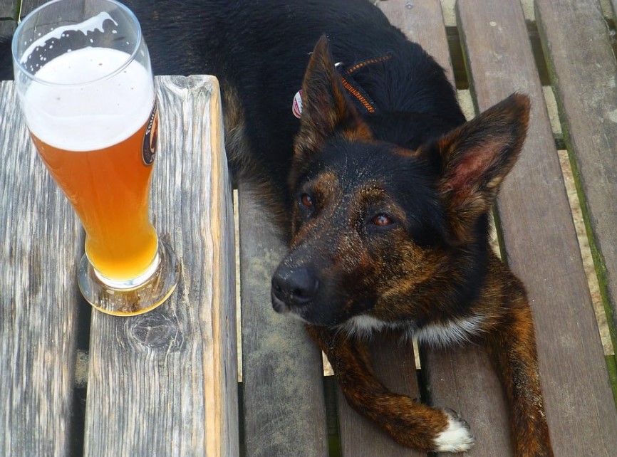 Is A Little Bit Of Beer Bad For Dogs