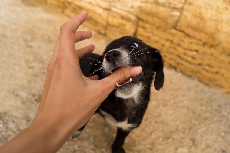 how to train your dog to not bite stuff