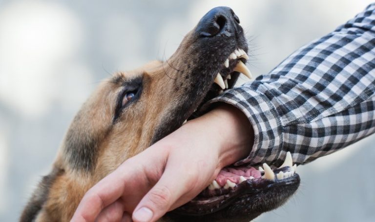 south dakota dog bite laws