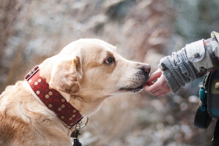 what happens when a dog bite is reported in virginia