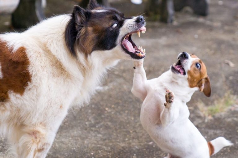 what to do if a dog bites your dog